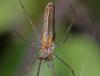 Tetragnatha sp.